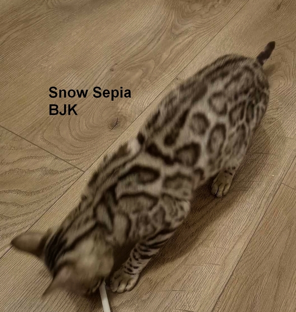Snow Sepia kot bengalski