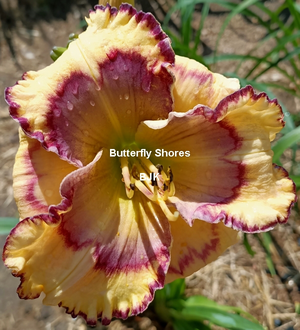 Butterfly Shores