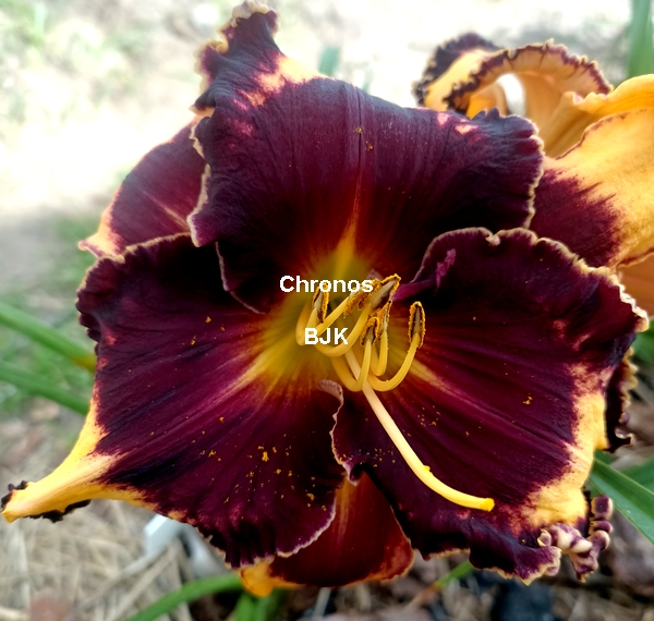 Chronos
