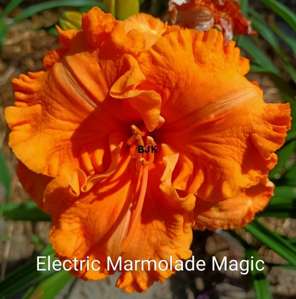 Electric-Marmalade-Magic.jpg