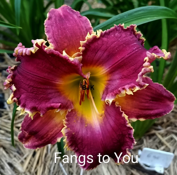 Fangs_To_You.jpg