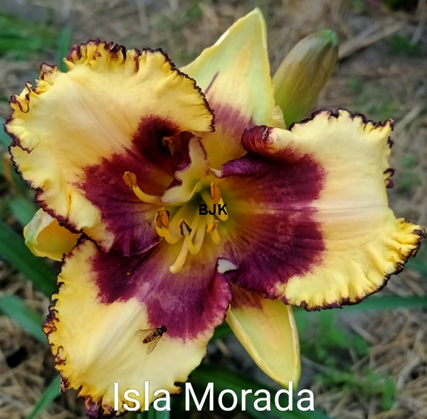 Isla Morada