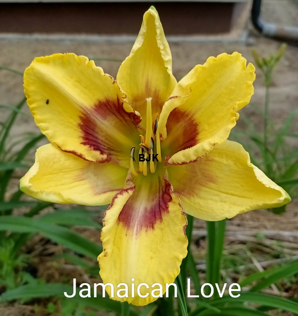 Jamaican Love