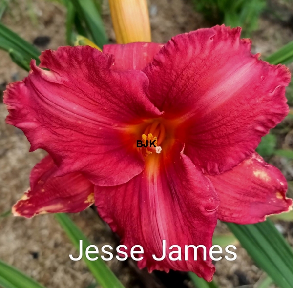 Jesse James
