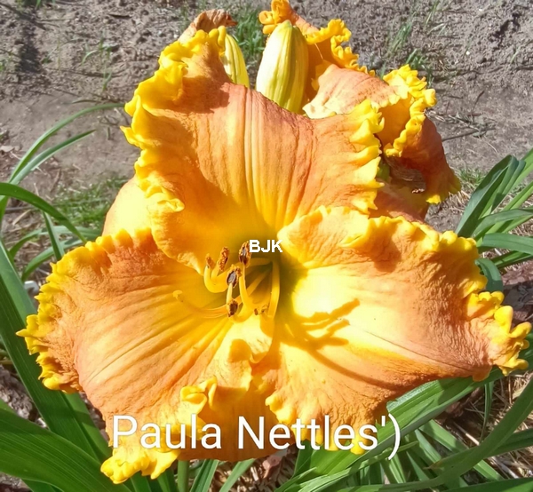 Paula-Nettles.jpg
