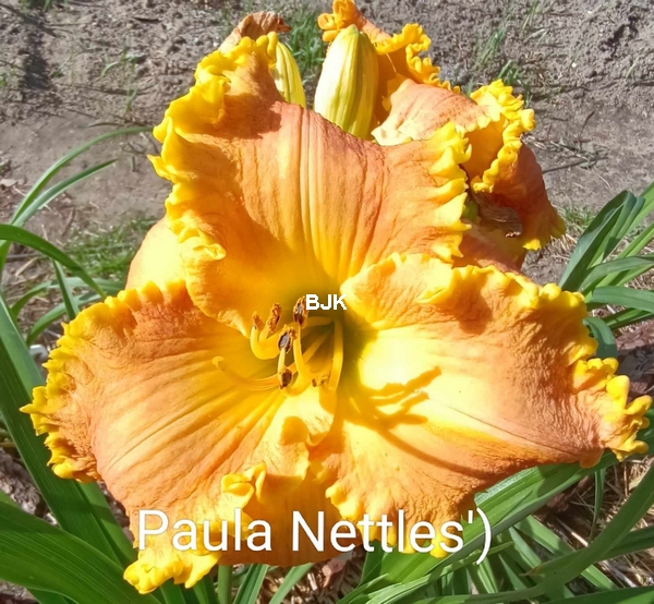 Paula Nettles