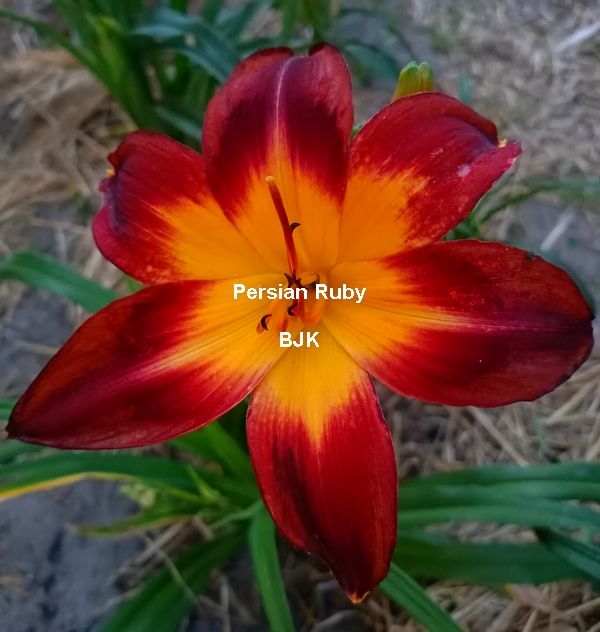 Persian-Ruby.jpg