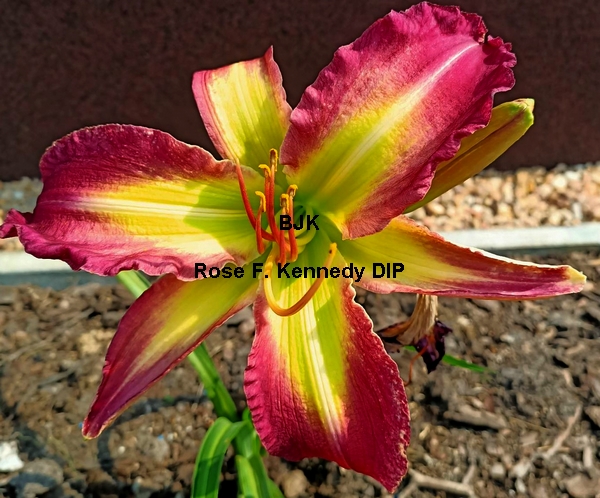 Rose F. Kennedy DIP