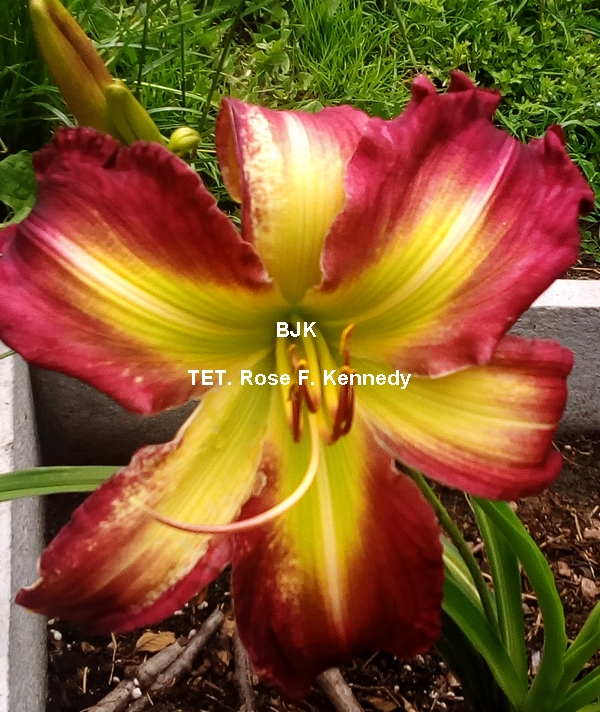 TET. Rose F. Kennedy