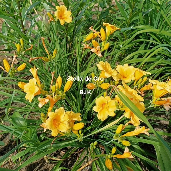 Stella de Oro