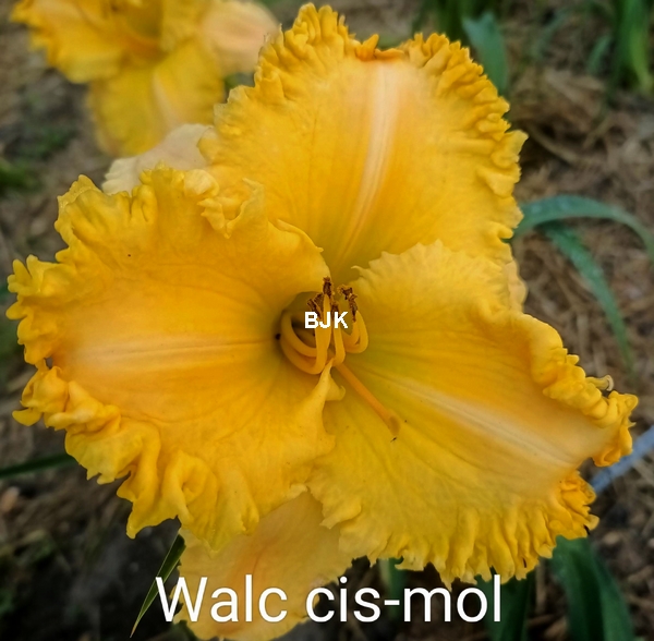Walc cis mol