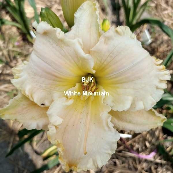 White Mountain