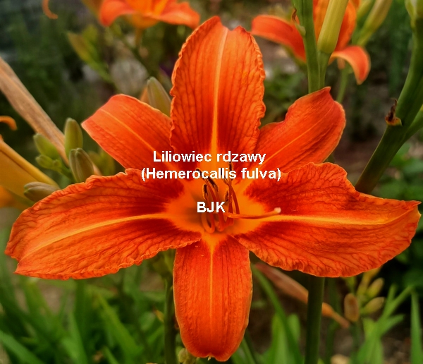 liliowiec-rdzawy