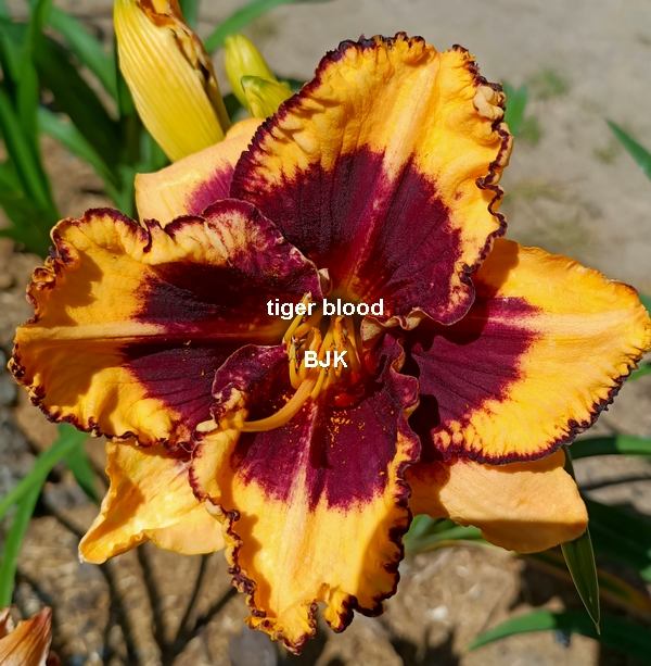 tiger Blood