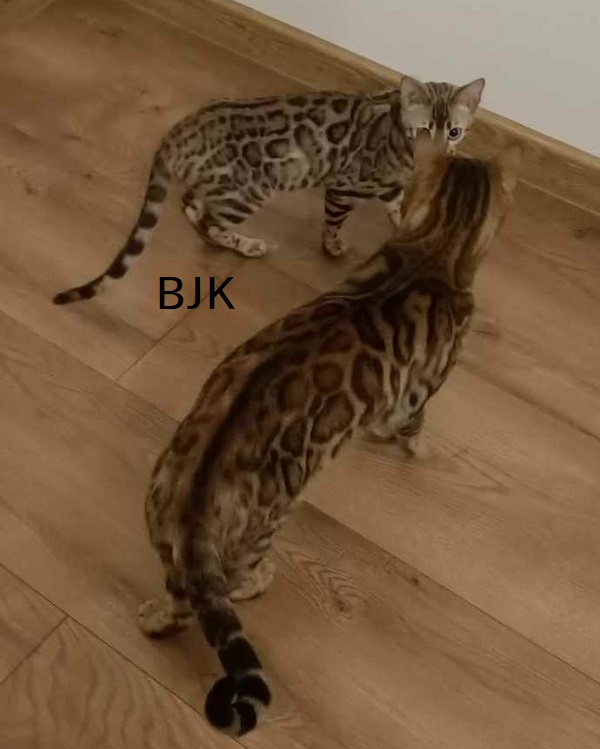 kot bengalski