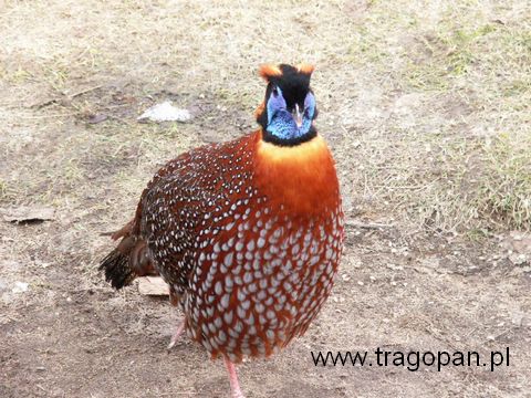 tragopan