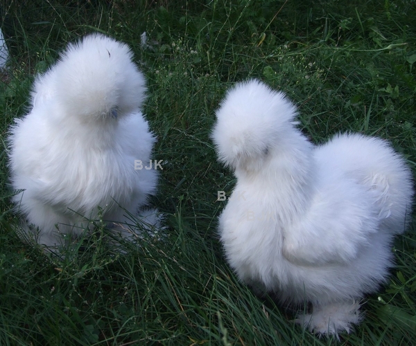 biala-white.jpg