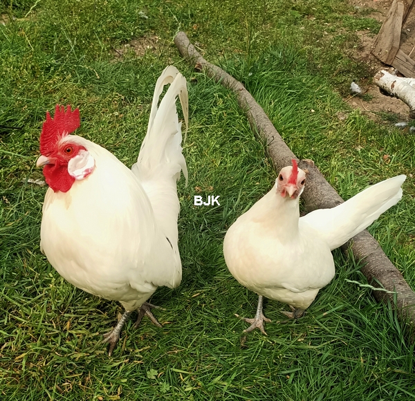biale-karzelki-holenderskie.jpg