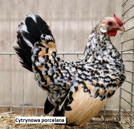 cytrynowa-porcelana.png