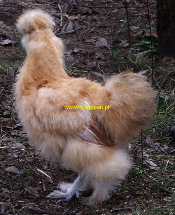 jarzebiaty-zolty-silka.jpg