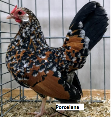 porcelanowa.png