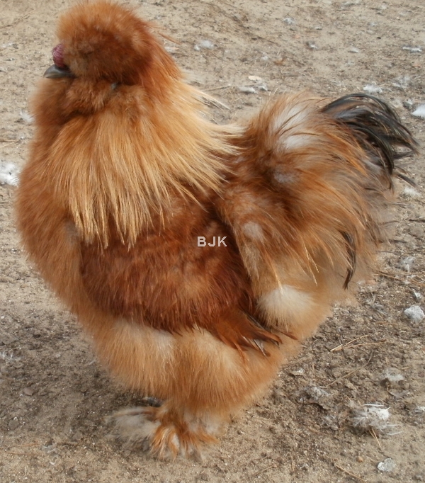silka-kogut-kuropatwa.jpg