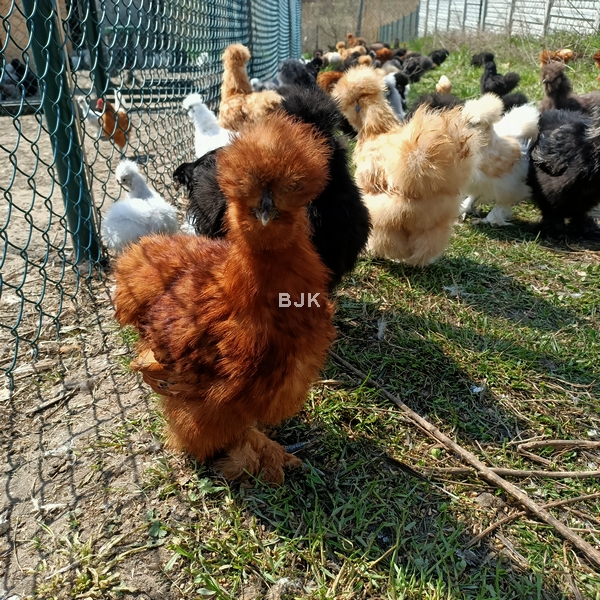 silki-USA.jpg