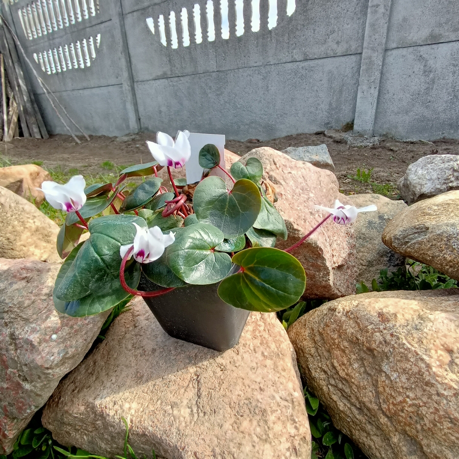 Cyclamen coum album