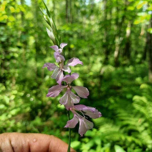 Mieczyk dachówkowaty Gladiolus imbricatus