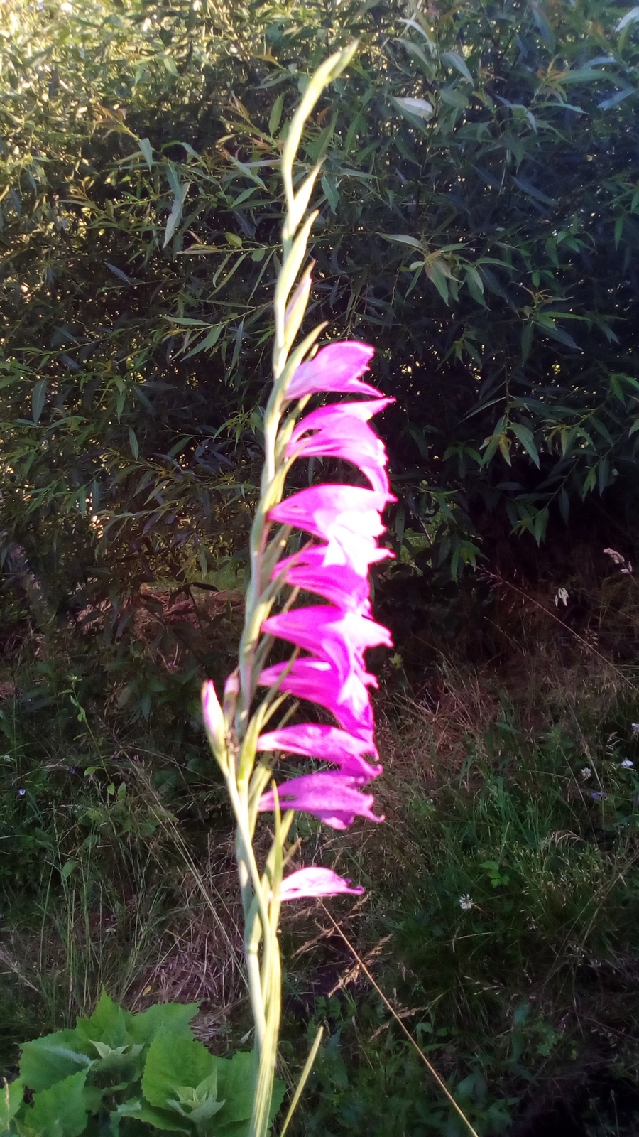 Gladiolus imbricatus