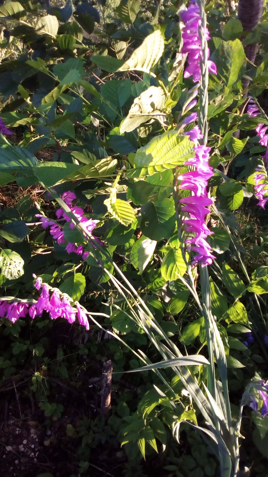 Gladiolus imbricatus