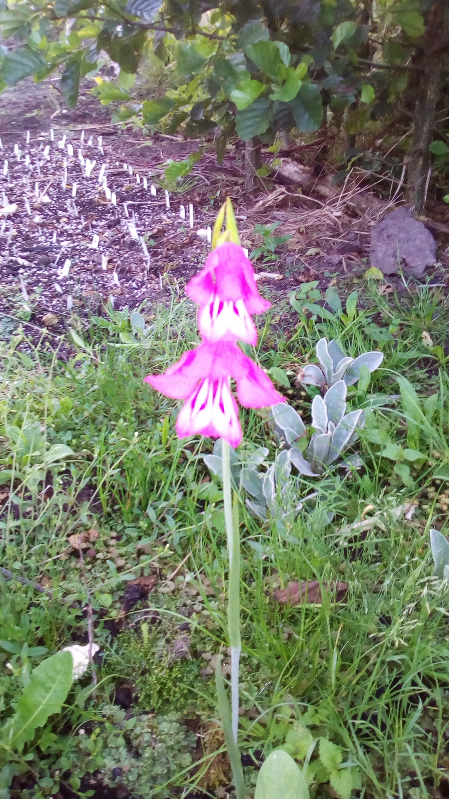 Gladiolus palustris