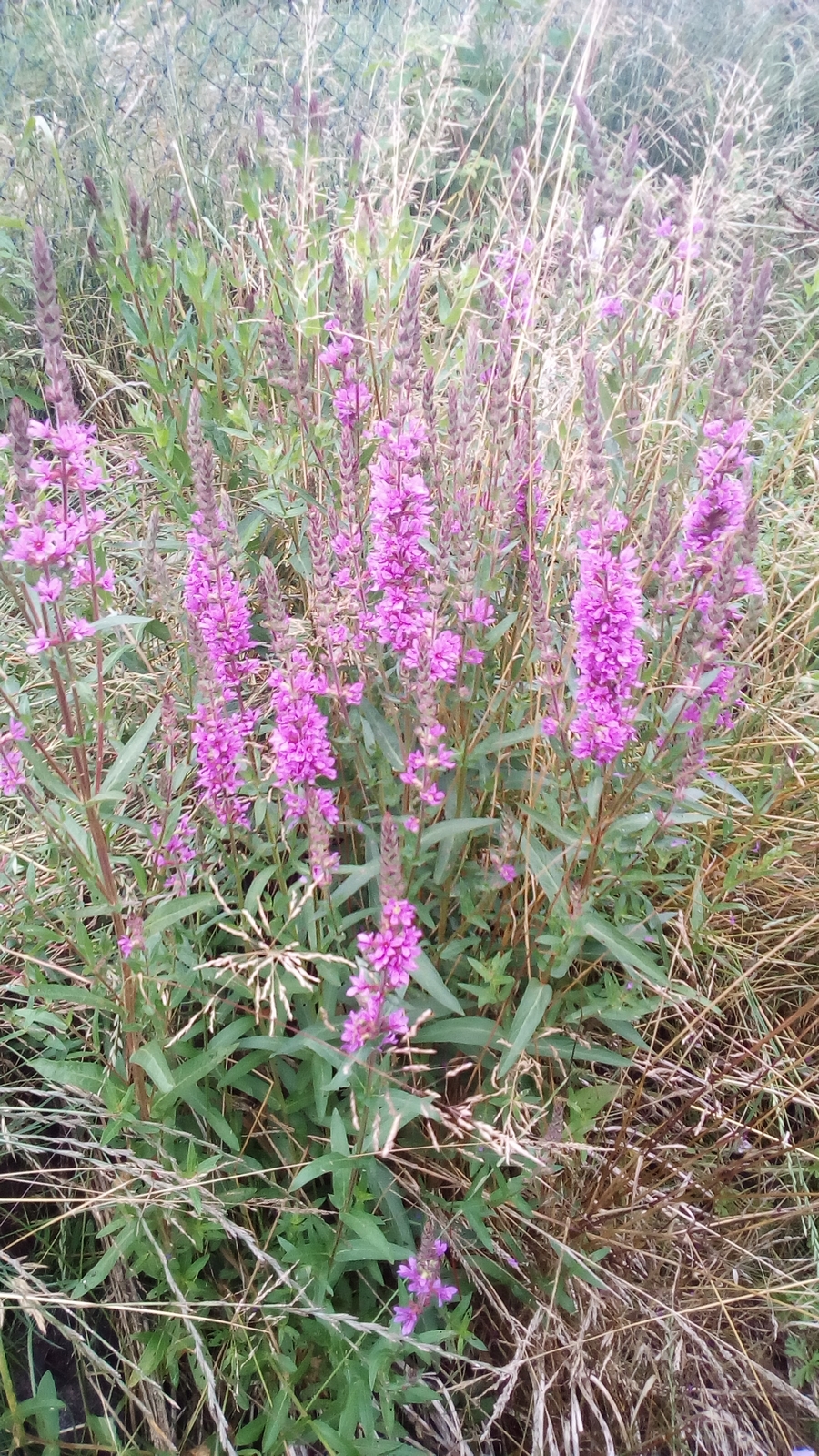 Krwawnica pospolita Lythrum salicaria