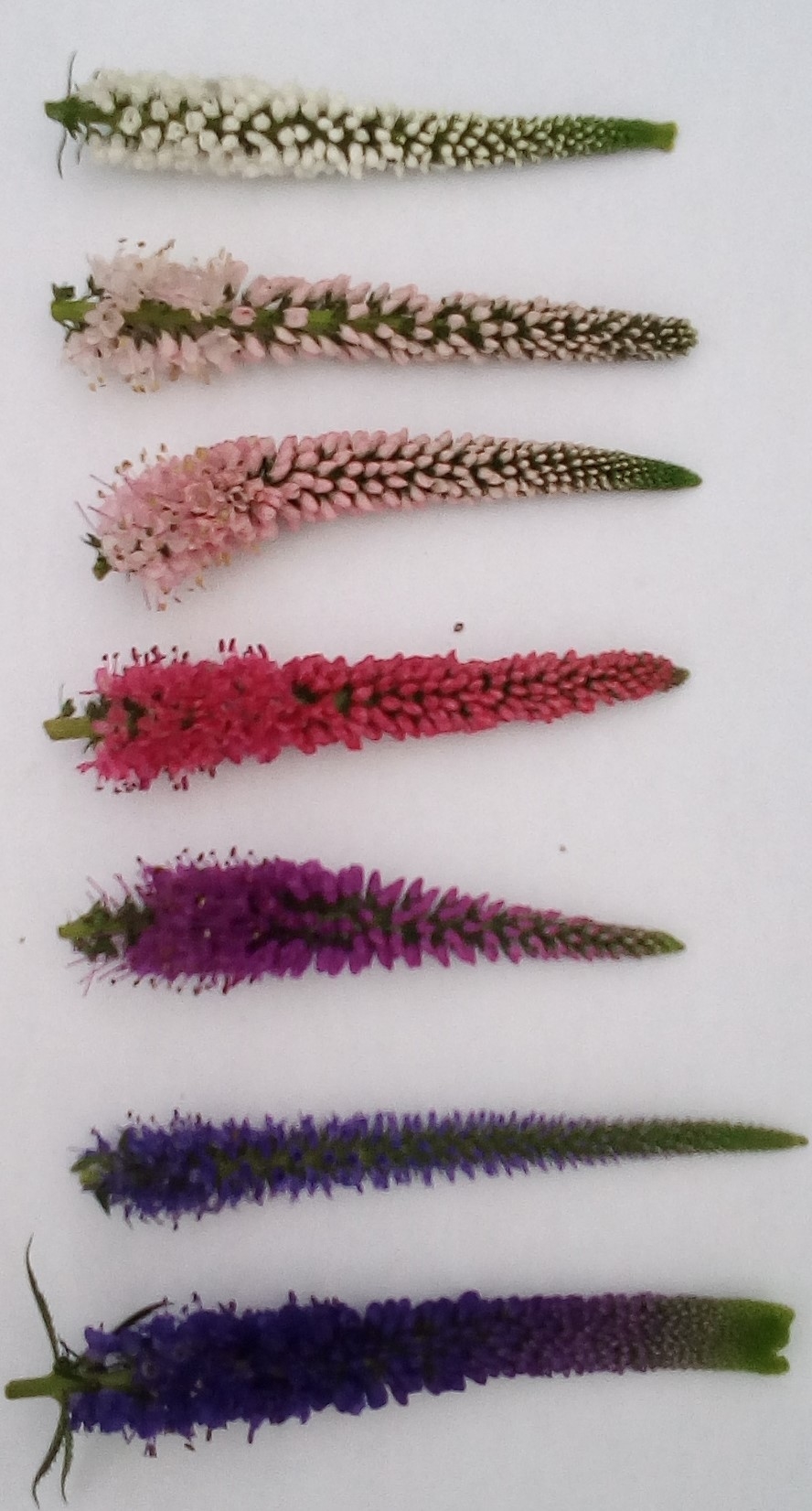 przetacznik Veronica spicata